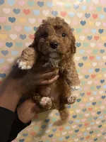 Macaroni, a male Bichon Frise and Poodle - Toy  for sale in Rochester, NY – Photo 4 of 5