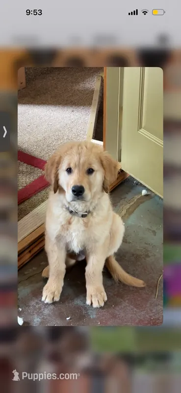 Green – Golden Retriever puppy for sale in Tomah, WI