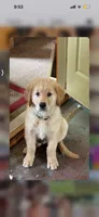 Green, a male Golden Retriever for sale in Tomah, WI – 1 of 4
