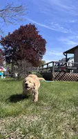 Green, a male Golden Retriever for sale in Tomah, WI – 4 of 4