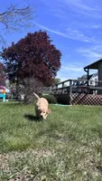 Green, a male Golden Retriever for sale in Tomah, WI – 3 of 4