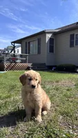 Green, a male Golden Retriever for sale in Tomah, WI – 2 of 4