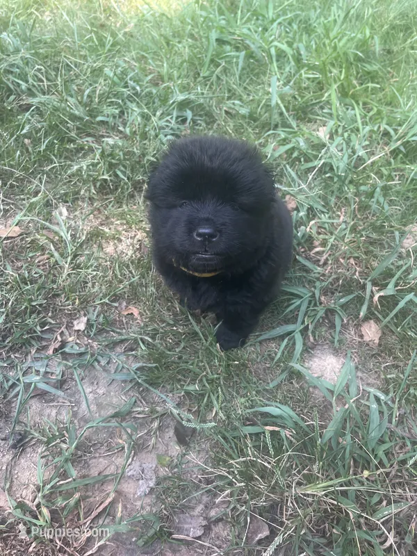 Black girl1 – Chow Chow puppy for sale in Clinton, MS
