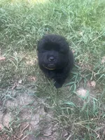 Black girl1, a female Chow Chow for sale in Clinton, MS – 1 of 1