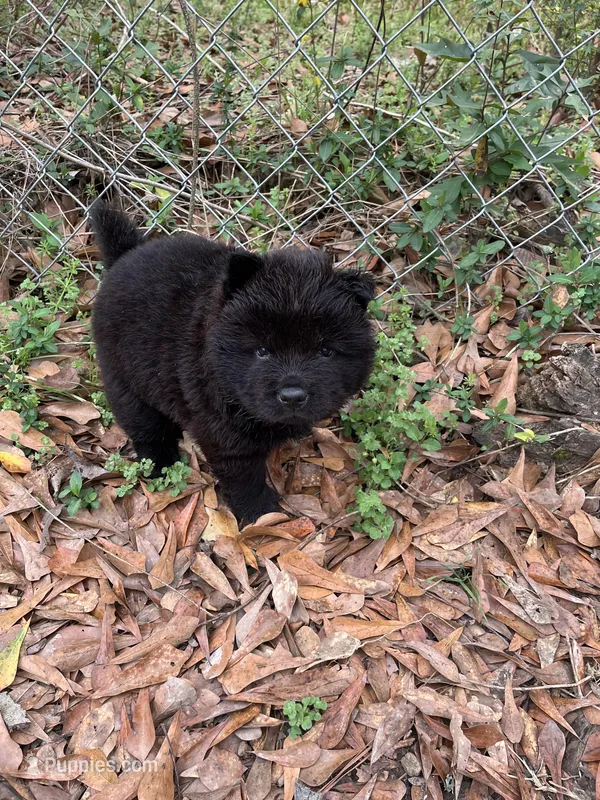 Boy – Chow Chow puppy for sale in Madison, MS