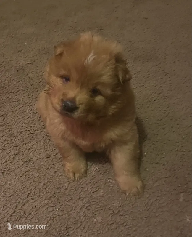 Cinnamon boy – Chow Chow puppy for sale in Clinton, MS