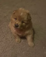 Cinnamon boy, a male Chow Chow for sale in Clinton, MS – 1 of 1