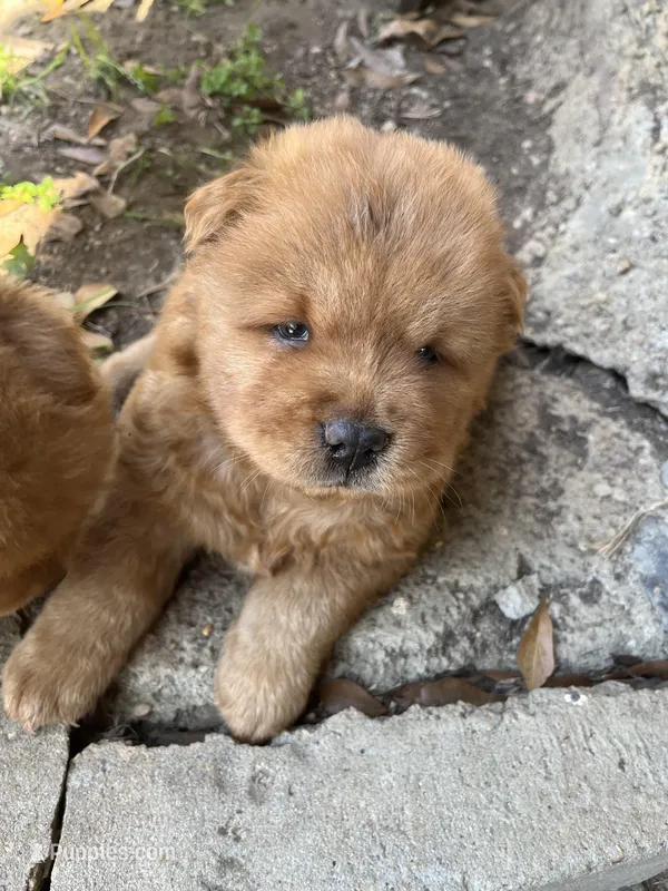 Girl – Chow Chow puppy for sale in Madison, MS