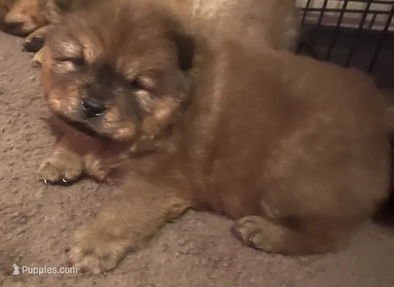 Red boy – Chow Chow puppy for sale in Clinton, MS