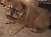 Red boy, a male Chow Chow for sale in Clinton, MS – 1 of 1