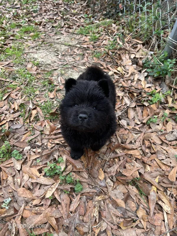 Boy – Chow Chow puppy for sale in Madison, MS