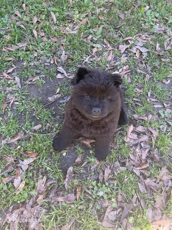 Black boy – Chow Chow puppy for sale in Madison, MS