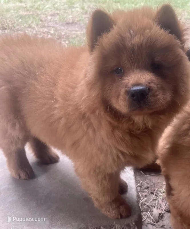 Cinnamon boy – Chow Chow puppy for sale in Clinton, MS
