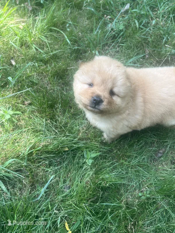 Cream girl – Chow Chow puppy for sale in Clinton, MS