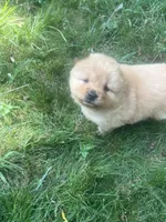 Cream girl, a female Chow Chow for sale in Clinton, MS – 1 of 1