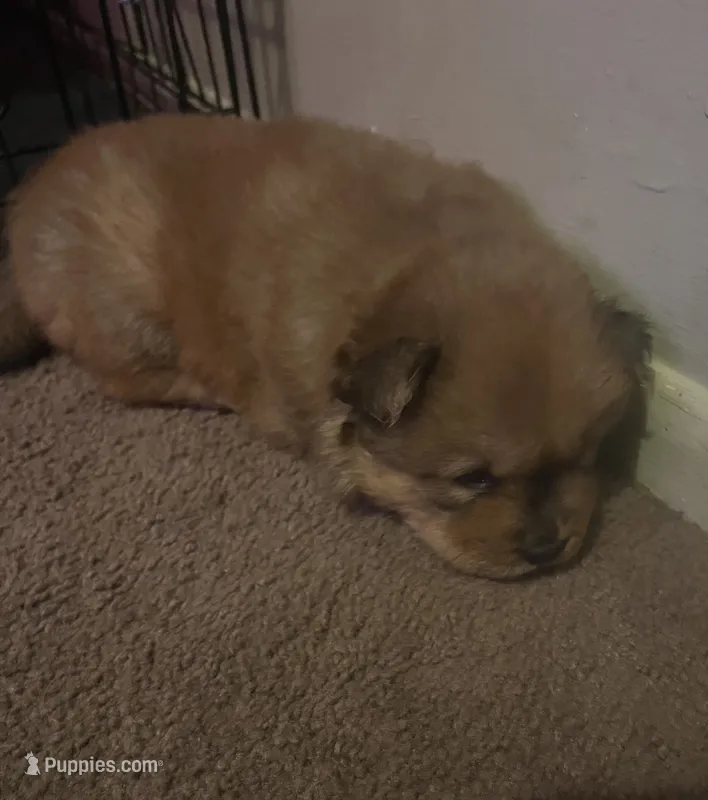 Red girl – Chow Chow puppy for sale in Clinton, MS