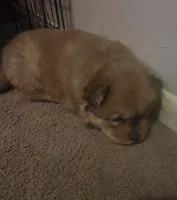 Red girl, a female Chow Chow for sale in Clinton, MS – 1 of 1