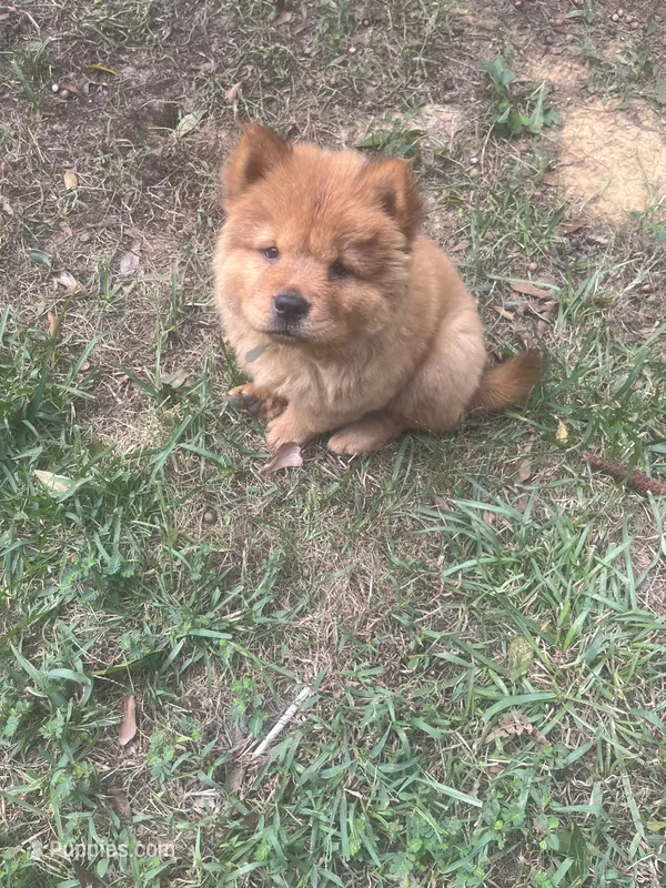 Girl red chow – Chow Chow puppy for sale in Clinton, MS