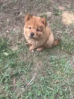 Girl red chow, a female Chow Chow for sale in Clinton, MS – 1 of 1