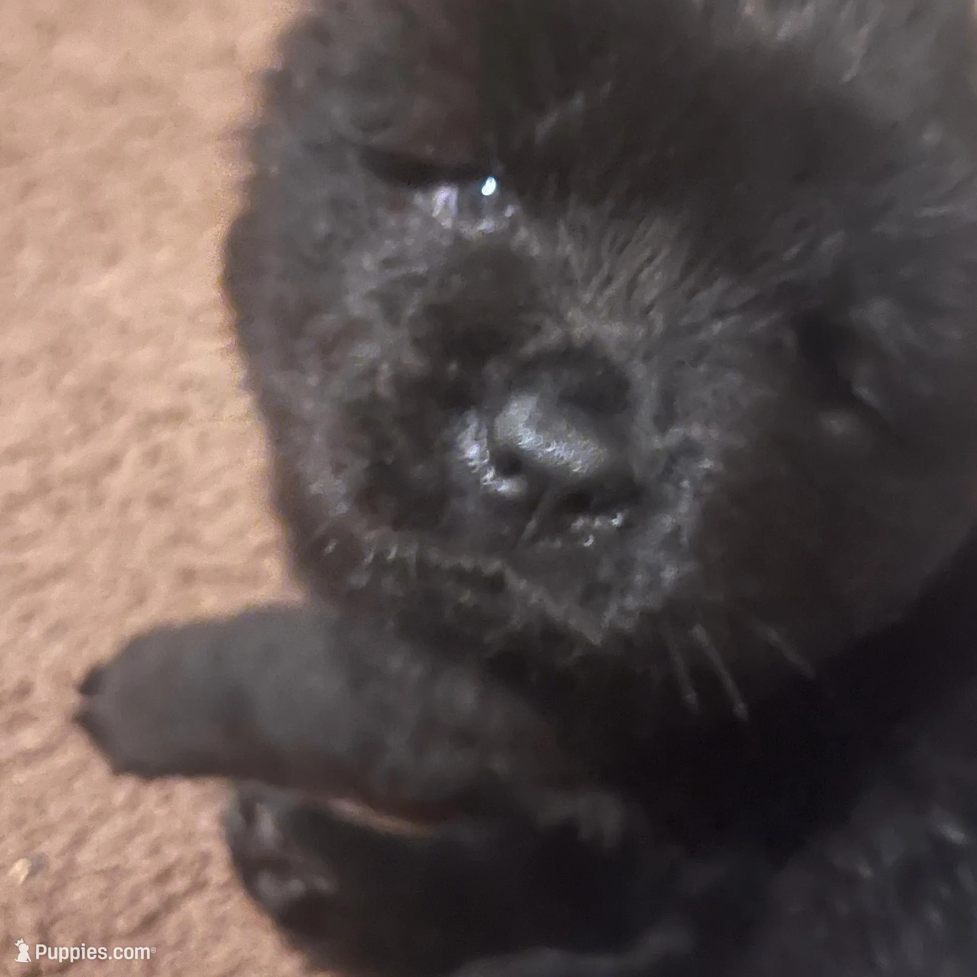 Lil bear, a female Chow Chow for sale in Mississippi State, MS – Photo 3 of 4