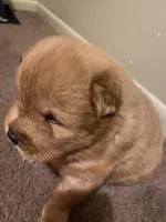 Chow’s chows, a female Chow Chow for sale in Mississippi State, MS – Photo 5 of 8