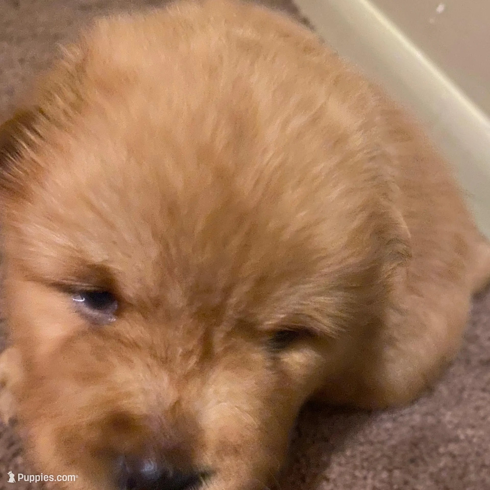 Chow’s chows, a female Chow Chow for sale in Mississippi State, MS – Photo 4 of 8