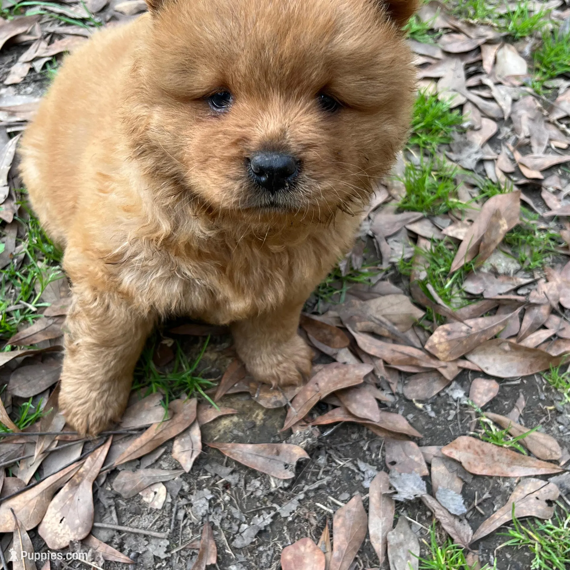 Lil bear, a female Chow Chow for sale in Mississippi State, MS – Photo 2 of 4