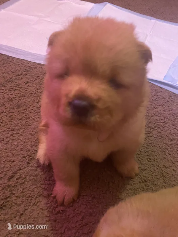 Lil bear – Chow Chow puppy for sale in Mississippi State, MS