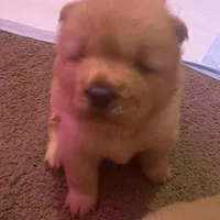 Lil bear, a female Chow Chow for sale in Mississippi State, MS – Photo 1 of 4