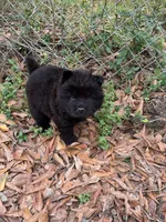 Lil bear, a female Chow Chow for sale in Mississippi State, MS – Photo 4 of 4