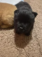 Chow’s chows, a female Chow Chow for sale in Mississippi State, MS – Photo 6 of 8