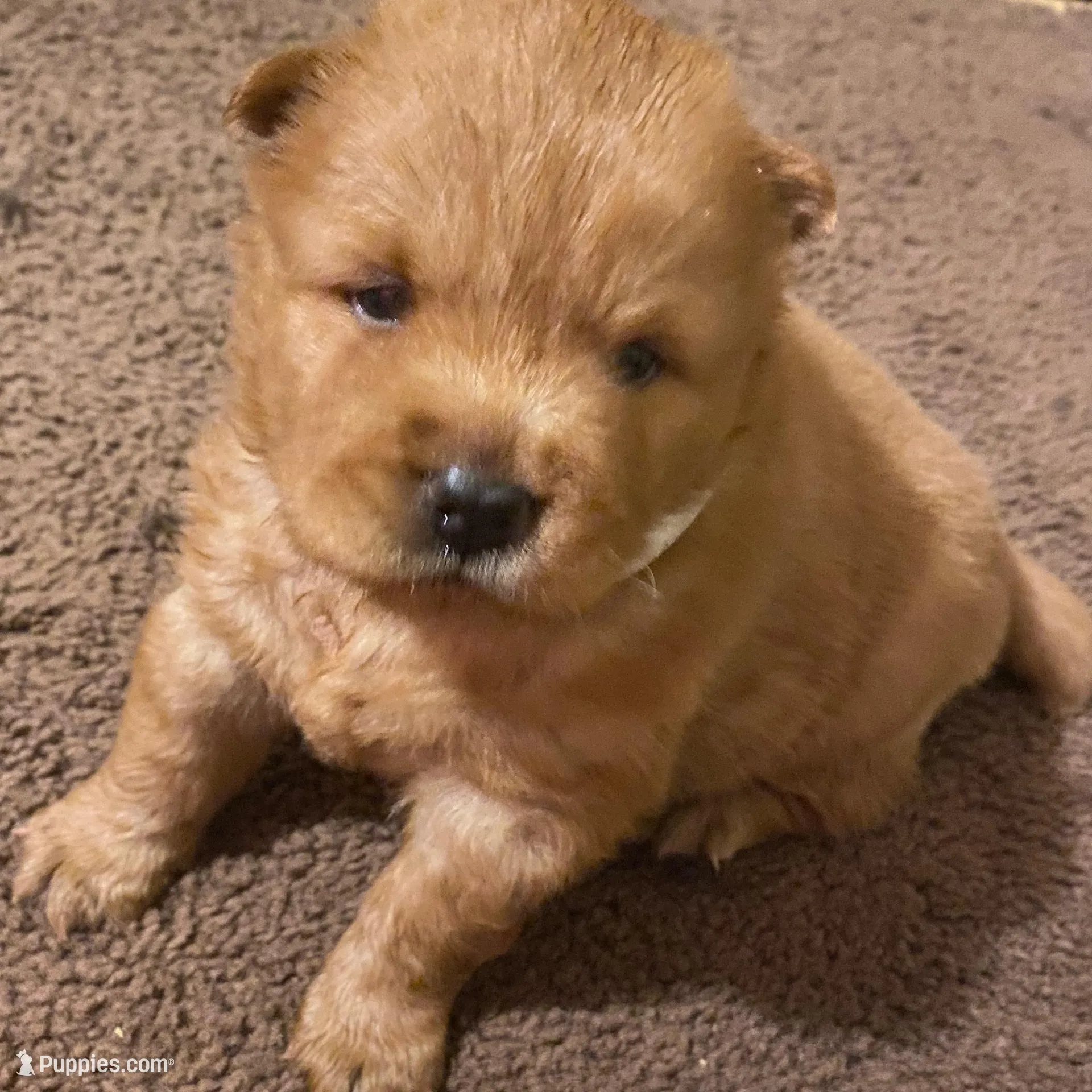 Chow’s chows, a female Chow Chow for sale in Mississippi State, MS – Photo 2 of 8