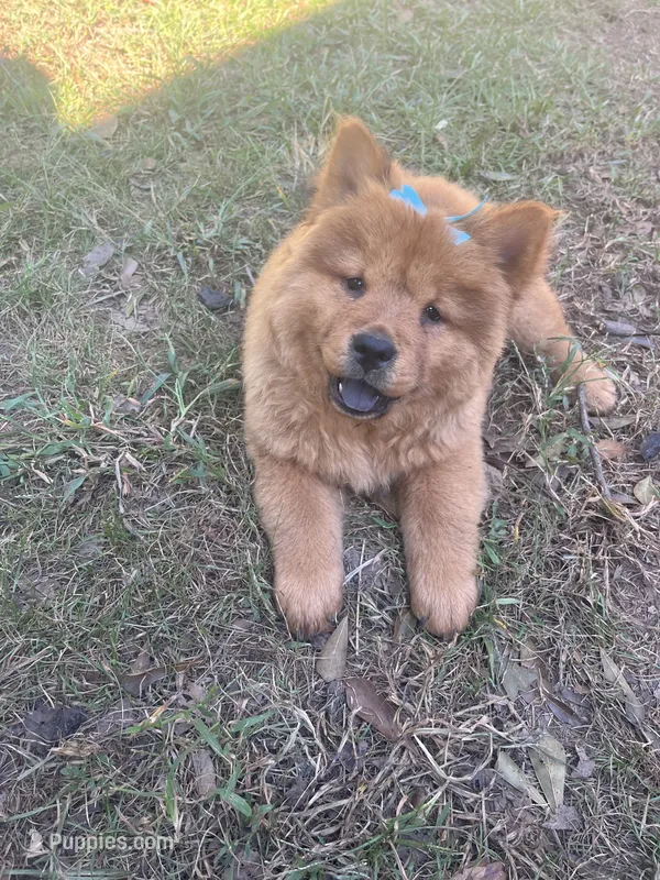 Girl red chow – Chow Chow puppy for sale in Clinton, MS