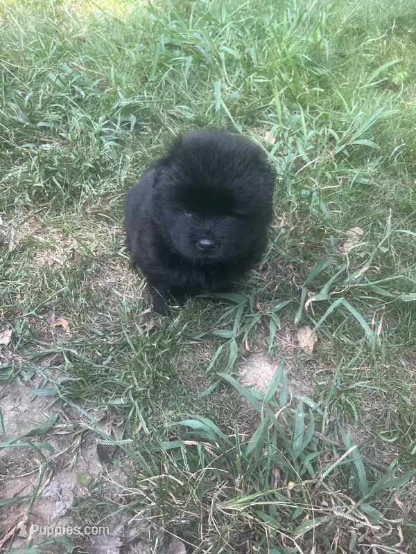 Teddy bear girl – Chow Chow puppy for sale in Clinton, MS