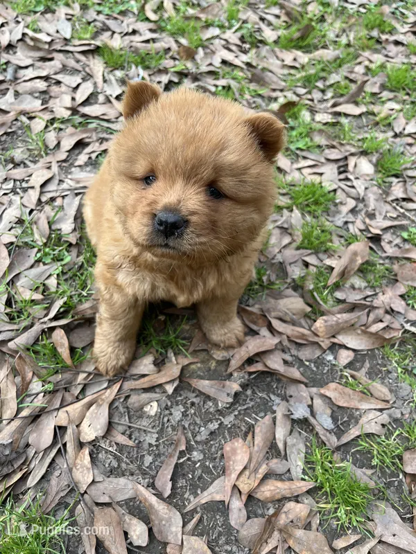 Girl – Chow Chow puppy for sale in Madison, MS