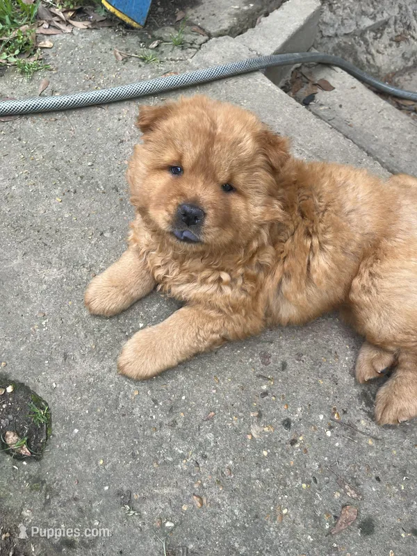 Cinnamon boy – Chow Chow puppy for sale in Madison, MS
