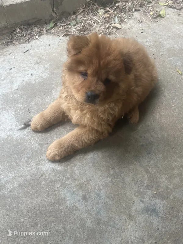 Red boy – Chow Chow puppy for sale in Clinton, MS