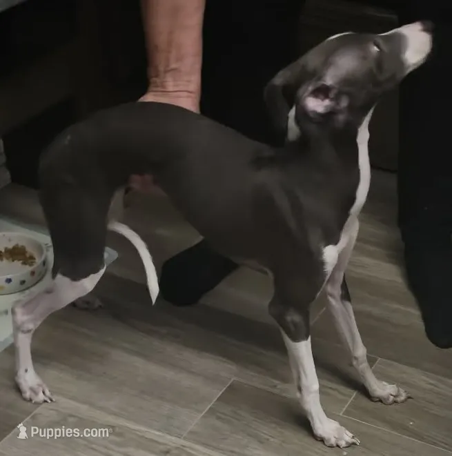 AKC Max  – Italian Greyhound puppy for sale in Christiana, TN
