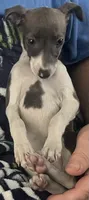 AKC HELEN , a female Italian Greyhound for sale in Christiana, TN – 5 of 10