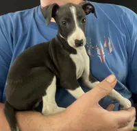 AKC Max , a male Italian Greyhound for sale in Christiana, TN – 9 of 10