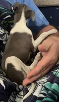 AKC HELEN , a female Italian Greyhound for sale in Christiana, TN – 3 of 10