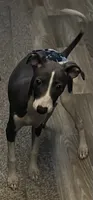 AKC Max , a male Italian Greyhound for sale in Christiana, TN – 5 of 10