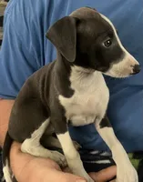 AKC Max , a male Italian Greyhound for sale in Christiana, TN – 10 of 10