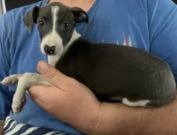 AKC Max , a male Italian Greyhound for sale in Christiana, TN – 8 of 10