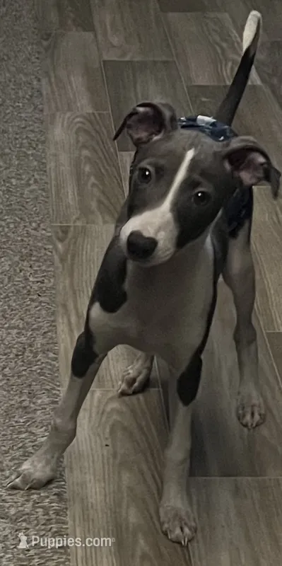 AKC Max  – Italian Greyhound puppy for sale in Christiana, TN