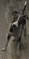 AKC Max , a male Italian Greyhound for sale in Christiana, TN – 4 of 10