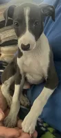 AKC Max , a male Italian Greyhound for sale in Christiana, TN – 2 of 10