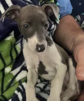 AKC HELEN , a female Italian Greyhound for sale in Christiana, TN – 10 of 10