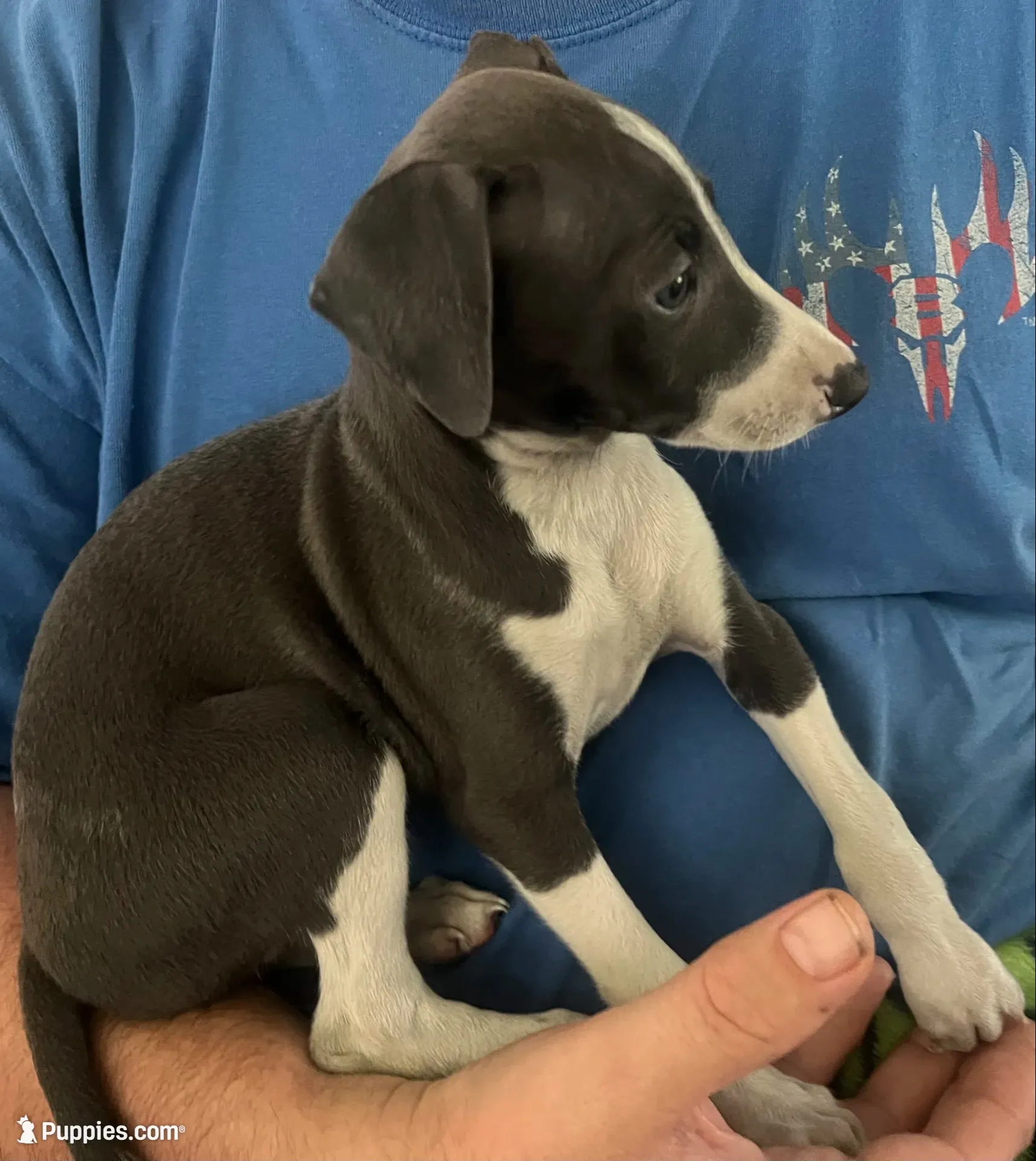 AKC Max , a male Italian Greyhound for sale in Christiana, TN – 7 of 10