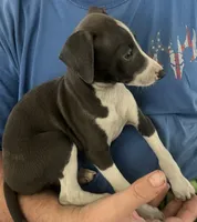 AKC Max , a male Italian Greyhound for sale in Christiana, TN – 3 of 10